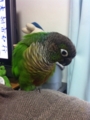 [Conure][ウロコインコ]