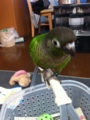 [Conure][ウロコインコ]