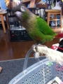 [Conure][ウロコインコ]