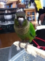 [Conure][ウロコインコ]