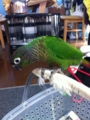 [Conure][ウロコインコ]