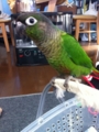 [Conure][ウロコインコ]
