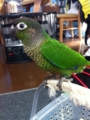 [Conure][ウロコインコ]