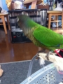 [Conure][ウロコインコ]