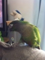 [Conure][ウロコインコ]