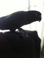 [Conure][ウロコインコ]