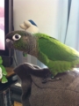[Conure][ウロコインコ]