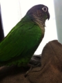 [Conure][ウロコインコ]
