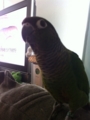 [Conure][ウロコインコ]