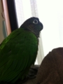 [Conure][ウロコインコ]