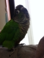 [Conure][ウロコインコ]