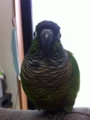[Conure][ウロコインコ]