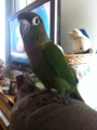 [Conure][ウロコインコ]