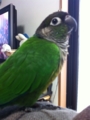 [Conure][ウロコインコ]