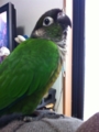 [Conure][ウロコインコ]