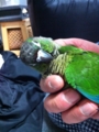 [Conure][ウロコインコ]
