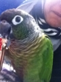 [Conure][ウロコインコ]