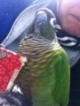 [Conure][ウロコインコ]