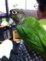 [Conure][ウロコインコ]