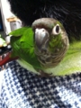 [Conure][ウロコインコ]