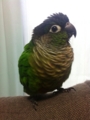 [Conure][ウロコインコ]