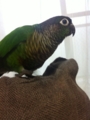 [Conure][ウロコインコ]