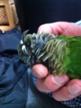 [Conure][ウロコインコ]