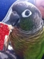 [Conure][ウロコインコ]