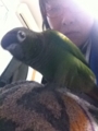 [Conure][ウロコインコ]