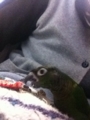 [Conure][ウロコインコ]