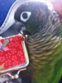 [Conure][ウロコインコ]