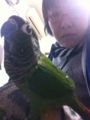 [Conure][ウロコインコ]