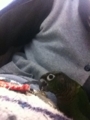 [Conure][ウロコインコ]