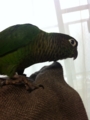 [Conure][ウロコインコ]