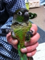 [Conure][ウロコインコ]