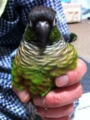 [Conure][ウロコインコ]