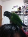 [Conure][ウロコインコ]