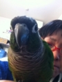[Conure][ウロコインコ]