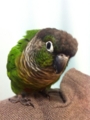 [Conure][ウロコインコ]