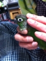 [Conure][ウロコインコ]