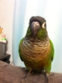 [Conure][ウロコインコ]