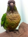 [Conure][ウロコインコ]