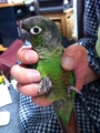 [Conure][ウロコインコ]
