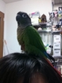 [Conure][ウロコインコ]