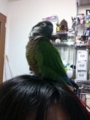 [Conure][ウロコインコ]