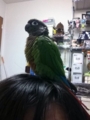 [Conure][ウロコインコ]