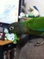 [Conure][ウロコインコ]