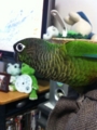 [Conure][ウロコインコ]