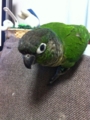 [Conure][ウロコインコ]