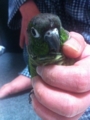[Conure][ウロコインコ]